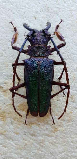 Beetle Psalidognathus Superbus Male 7cm Colombia Papered