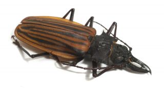 Cerambycidae,  Prioninae,  Macrodontia Castroi Male (perfect Specimen) Exclusive