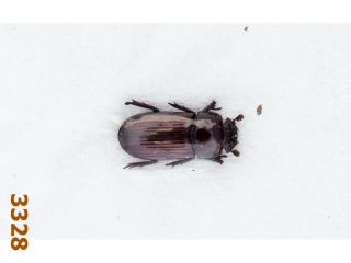 Cerambycidae: Penichrolucanus Leveri A1,  6 Mm,  1 Pc