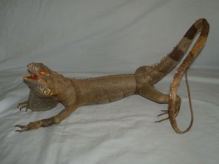 Large Vintage Antique 18 " Long Real Stuffed Taxidermy Green Iguana Lizard