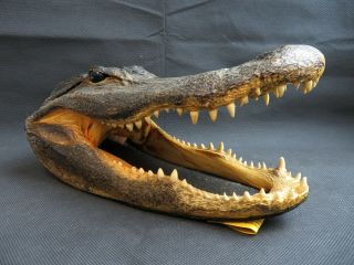 Large 11 " Real American Alligator Head Taxidermy Florida Gator Head