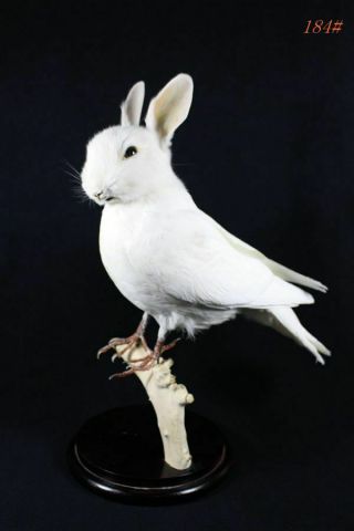Taxidermy White Rabbit Head On Dove Handmade Stuff Birthday Gift Display 184