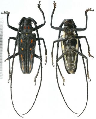 Batocera Rosenbergii - Cerambycidae 56mm From Adonara Island,  Indonesia
