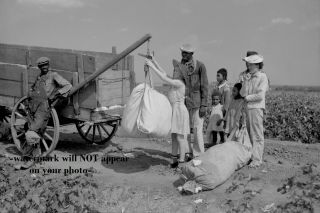1936 Cotton Pickers Photo,  Great Depression,  Texas Black Farmers Kids Weighing