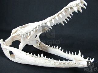 Pelgio Real Freshwater Crocodile Skull Head 15 " X 7 " Skeleton Bone Taxidermy