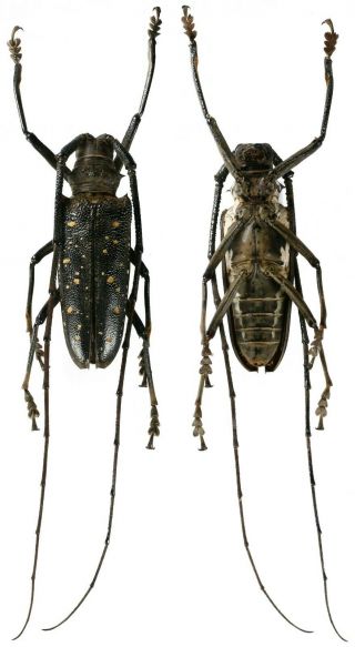 Batocera Aeneonigra - Cerambycidae 55mm From Mandioli Island,  Indonesia