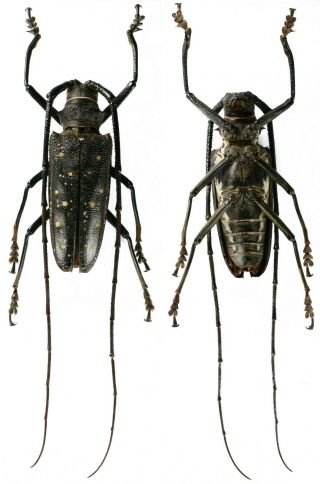 Batocera Aeneonigra - Cerambycidae 57mm From Mandioli Island,  Indonesia