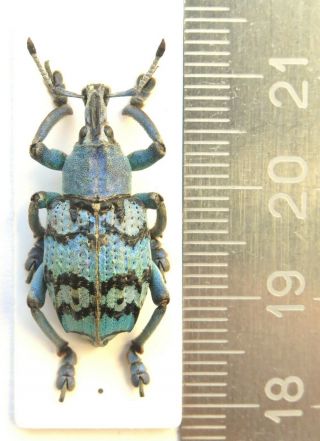 Curculionidae.  Eupholus Chevrolati.  Female.  Rare Blue Form Indonesia,  Aru Is.