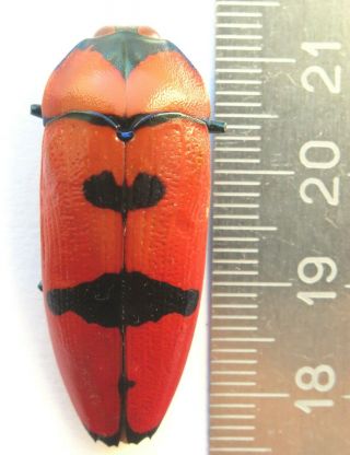 Buprestidae.  Calodema Plebeia.  Male.  37 Mm.  Rare.  Australia.