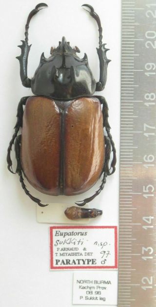 Dynastinae.  Dynastidae.  Eupatorus Sukkiti.  Male,  50 Mm.  Paratype.  Rare.  ВurМА.