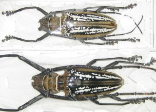 Cerambycidae Batocera Wallacei Wallacei Pair A1 Male 80mm (jayapura,  West Papua)