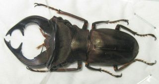 Lucanidae Cyclommatus Weinreichi Male A1 48mm (west Papua) Xxl