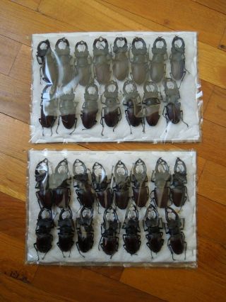 Lucanus Cervus.  30 Males A1 / 66 - 70mm From Russia.