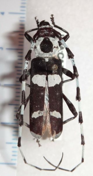 Cerambycidae Rosalia Funebris 26.  5mm Male California Longhorn Beetle Last One