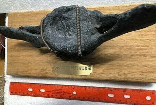 Dinosaur fossil - Ankylosaur vertebrae - Cretaceous from Montana 3