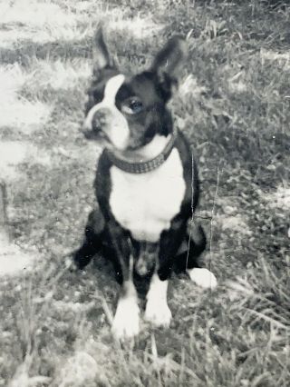 Vintage Photo French Bulldog Or Boston Terrier Dog In Backyard