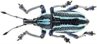 Insect - Curculionidae Eupholus Waigeuensis - C.  Papua - Male 28mm.