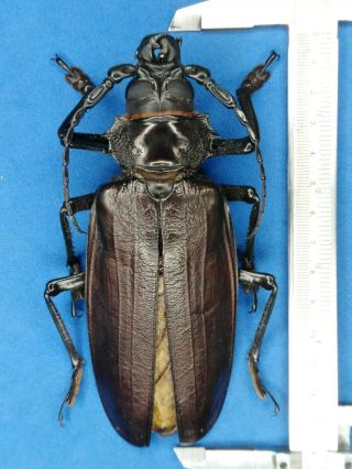Cerambycinae Prioninae Titanus Giganteus A1 Male 137mm From - Peru