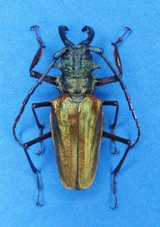 Coleoptera Cerambycidae Psalidognathus Superbus Male 62mm From - Peru