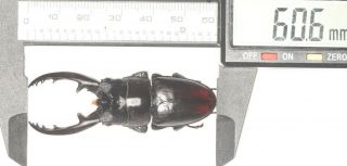 Lucanidae Prosopocoilus Reni F.  Black Hainan Island Endemic 60.  6mm