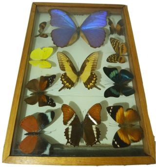 Butterfly Taxidermy Shadow Box Display ; Framed 12.  5 X 8.  5 ; Rare ; Butterflies