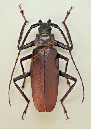 Cerambycidae - Macrotoma Prionopus 62mm From Gabon Khj744