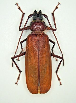 Cerambycidae - Macrotoma Castaneipennis From Gabon 853