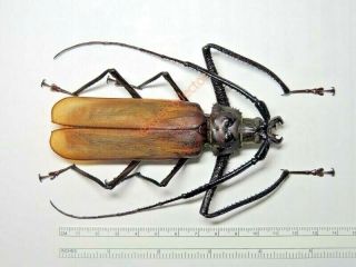 Cerambycidae - Macrophysis Luzona 113mm From Marinduque Philippines Kfb876