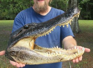 18.  5 " Real Alligator Head From A 11 Foot Louisiana Gator Taxidermy Swamp Wars