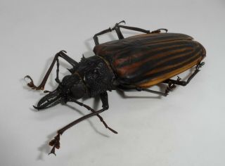 Cerambycidae,  Macrodontia Castroi Female Xxl 83 Mm