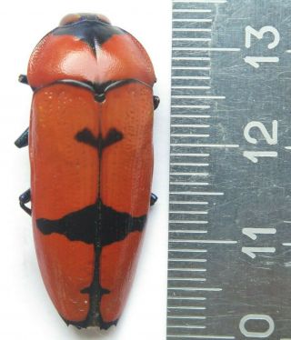 Buprestidae.  Calodema Plebeia.  Male.  Rare.  Australia.