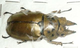 Allotopus Mollenkampi Fruhstorferi Male From Sabah,  North Borneo (44,  Mm),  Rare