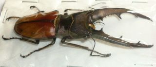 Cyclommatus Montanellus From Sabah,  North Borneo (76 Mm)