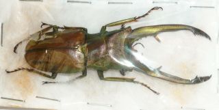 Cyclommatus Chewi From Sabah,  North Borneo (70,  Mm)