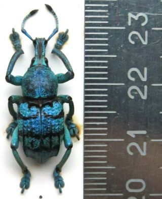 Curculionidae.  Eupholus Chevrolati.  Male.  Rare Blue Form Indonesia,  Aru Is.