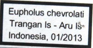 CURCULIONIDAE.  EUPHOLUS CHEVROLATI.  MALE.  RARE GREYISH FORM INDONESIA,  ARU IS. 2