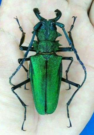Coleoptera Psalidognathus Superbus Male 60mm From Peru