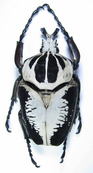 Coleoptera Cetonidae Big Goliathus Regius 97 Mm.  From Ghana Full Data