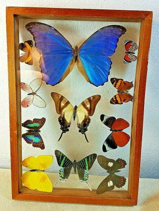 Taxidermy Set 11 Butterflies Mounted Under Glass In Wood Frame 12 1/2 " X 8 1/2 "
