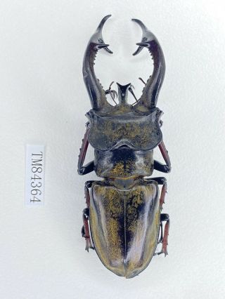 Tm84364 lucanidae lucanus cheni 73mm W tibet 3
