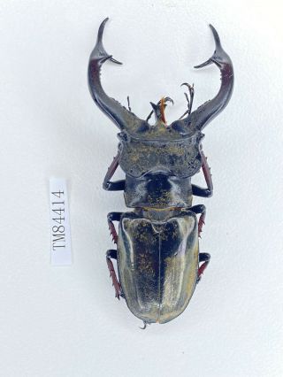 Tm84414 Lucanidae Lucanus Furcifer 72mm E Tibet