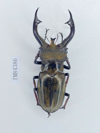 Tm84386 Lucanidae Lucanus Furcifer 66mm E Tibet