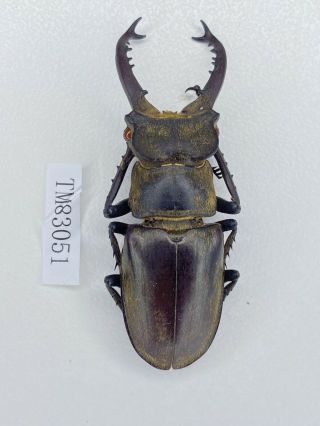 Tm83051 Lucanidae Lucanus Dybowski Lhasaensis 54mm Sichuan