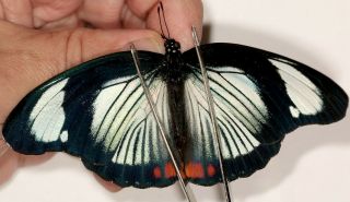 Butterflie Nymphalidae Hypolimnas Usambara Rare Female ?big Size From Tanzania