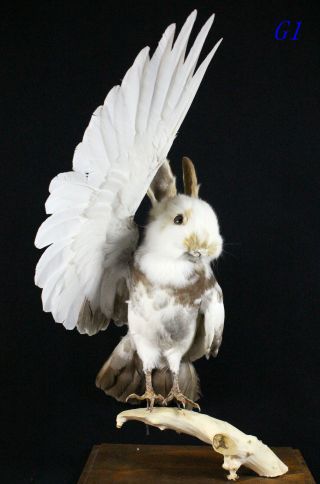 Taxidermy White Bunny Head On Dove Body Oddity Birthday Gift Home Display G1