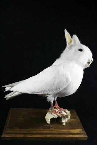 Taxidermy White Bunny Head On Dove Body Oddity Stuff Christmas Gift Display