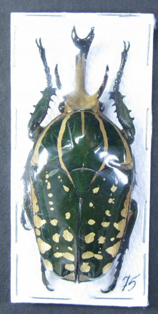 Cetonidae Big Pair Chelorrhina Polyphemus Confluens 75 Mm.  Male From Congo
