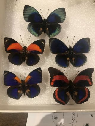 5 A1/a1 - Rare Agrias And Prepona From The Amazon Rainforest Tropical Butterflies