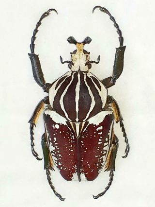 Goliathus Albovariegatus Male Huge 94mm,  Form Cetonidae Cameroon
