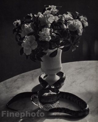 1960/72 Vintage Andre Kertesz Flowers Vase Snake Mouse Cup Table Photo Art 11x14